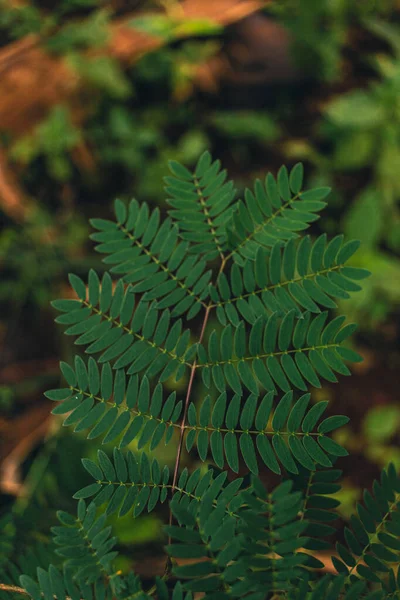 Eine Nahaufnahme Von Pflanzenblättern Auf Verschwommenem Hintergrund — Stockfoto