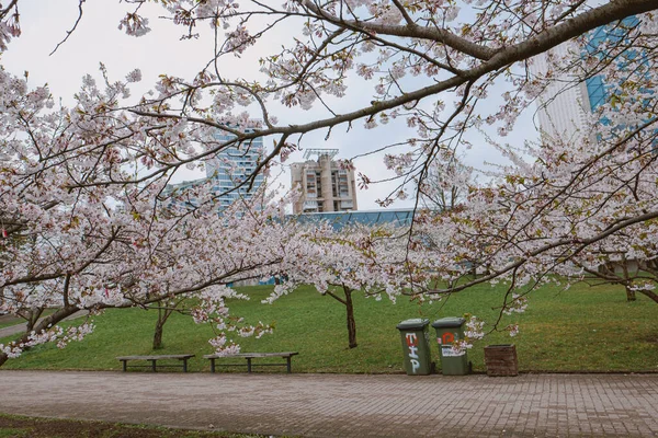 Parc Avec Des Cerisiers Fleurs Avec Bâtiment Moderne Arrière Plan — Photo