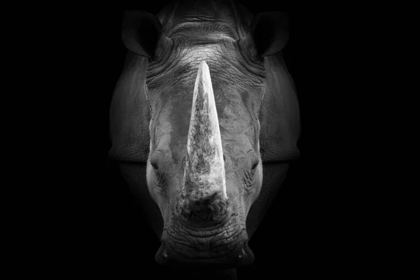 Retrato Close Tons Cinza Rinoceronte Isolado Sobre Fundo Preto — Fotografia de Stock