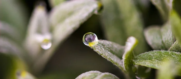 Tiro Macro Tiro Foco Seletivo Uma Gota Água Uma Planta — Fotografia de Stock