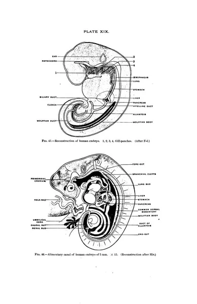 Egy Századi Emberi Anatómia Tankönyv Szürkeárnyalatos Illusztrációja — Stock Fotó