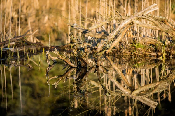 Gros Plan Eau Reflétant Les Plantes Sèches Les Branches Arbres — Photo