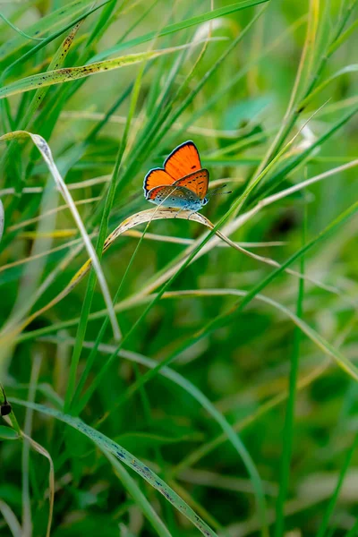 Вертикальный Снимок Красивой Бабочки Открытыми Крыльями Сидящей Траве — стоковое фото