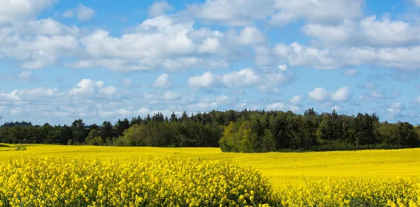 Coup Panoramique Champ Canola Colza Avec Ciel Nuageux Magnifique — Photo