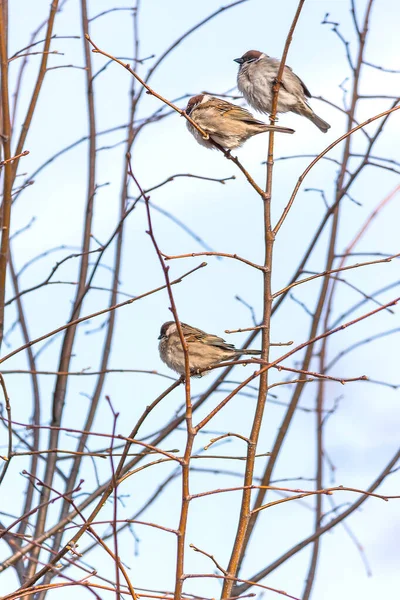 Ángulo Bajo Pájaros Pinzón Casa Árbol Sin Hojas Con Cielo — Foto de Stock