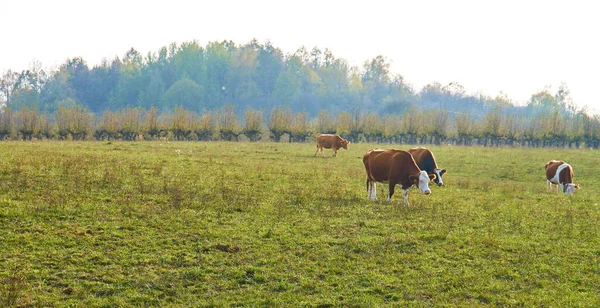 一群奶牛在牧场上吃草 背景上有树 — 图库照片