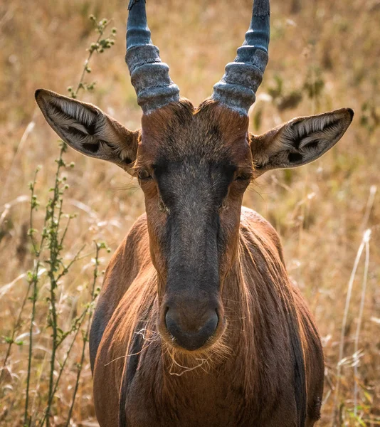 Topi Damaliscus Lunatus Jimela Parque Nacional Serengeti Tanzânia — Fotografia de Stock