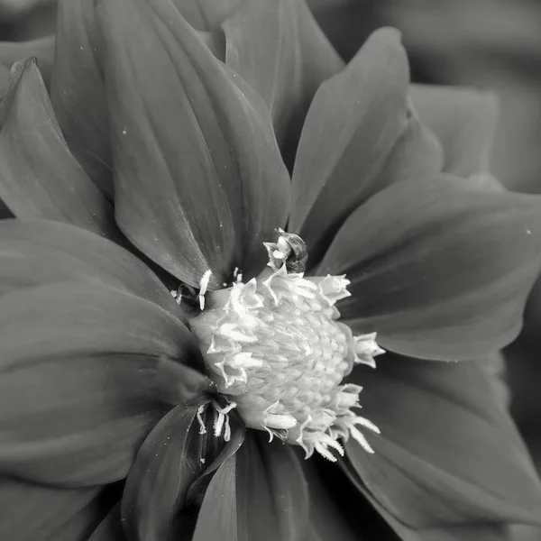 Primer Plano Una Flor Escala Grises —  Fotos de Stock