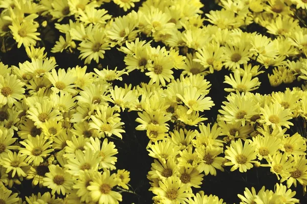 Closeup Shot Beautiful Yellow Mums Flowers Garden — Stock Photo, Image