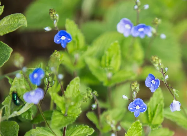 Belas Flores Speedwell Jardim — Fotografia de Stock