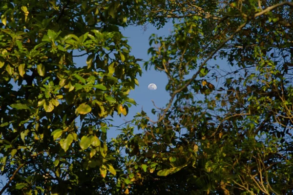 Tiro Baixo Ângulo Árvores Verdes Exuberantes Contra Céu Azul Com — Fotografia de Stock