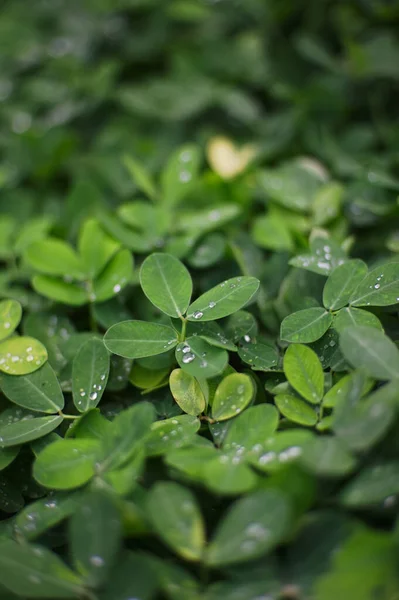 Ein Senkrechter Schuss Grüner Strauch Mit Taubedeckten Blättern — Stockfoto