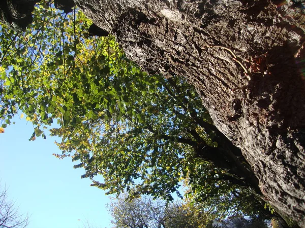 木の樹皮のクローズアップショットと緑の葉でいっぱいの枝 — ストック写真