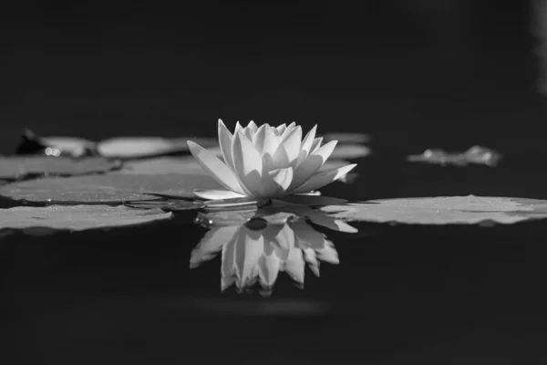 Une Fleur Rose Nénuphar Lotus Des Feuilles Vertes Dans Étang — Photo