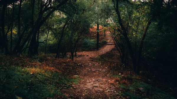 Ein Sonnenlicht Dringt Durch Dichte Bäume Auf Einem Wanderweg — Stockfoto