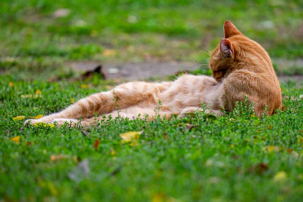 Милий Імбирний Кіт Лежить Луках — стокове фото