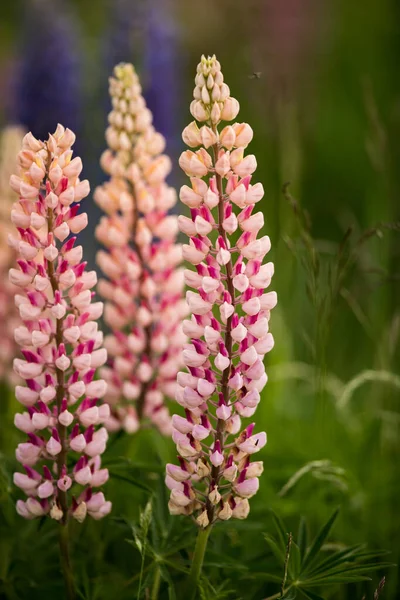 在模糊的背景下 垂直选择性地拍摄了花园中的粉色卢平 — 图库照片