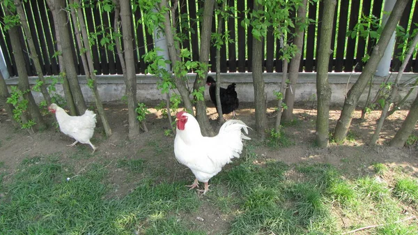 Die Hühner Die Auf Der Wiese Laufen — Stockfoto