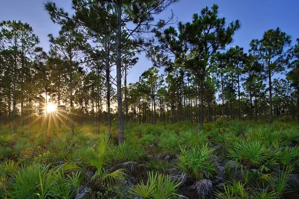 Eine Wunderschöne Landschaft Wald Bei Sonnenuntergang Mit Sonnenlicht Das Durch — Stockfoto