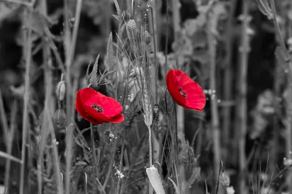 Eine Nahaufnahme Schöner Mohnblumen Auf Einer Wildblumenwiese — Stockfoto