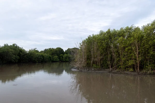 川のほとりのマングローブの木の景色 — ストック写真