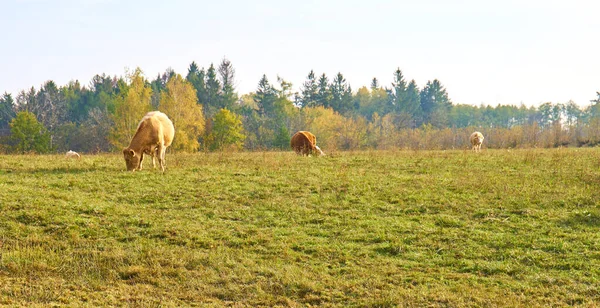 Uma Manada Vacas Pastando Pasto Com Árvores Fundo — Fotografia de Stock