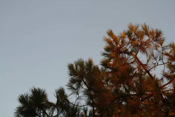 Primer Plano Árbol Bajo Cielo Azul — Foto de Stock