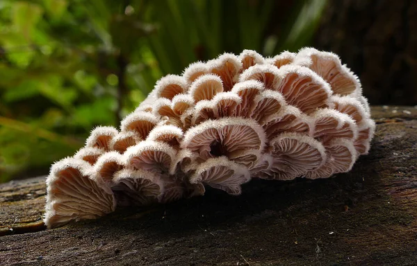 Tiro Closeup Cogumelos Floresta Madeira — Fotografia de Stock