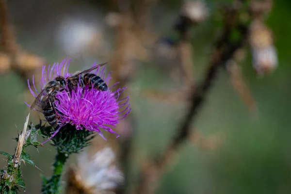 Uma Vista Panorâmica Das Abelhas Empoleiradas Uma Flor Cardo Roxo — Fotografia de Stock