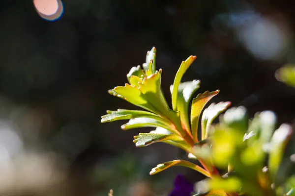 Неглубокий Фокус Снимок Цветка Waterthyme Зелеными Листьями Ситх Солнечный Свет — стоковое фото