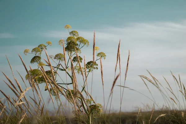 曇り空の下で畑にハーブが育つ美しい緑の花の植物 — ストック写真