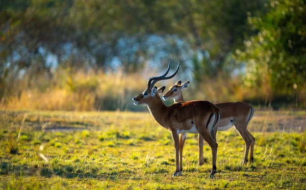 Los Dos Impalas Descansando Cerca Del Río Mara —  Fotos de Stock