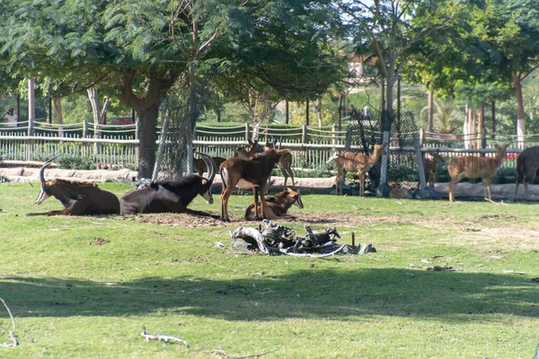 มของ Anelopes Sable บนท งหญ าในด Safari Park สวนส ตรก — ภาพถ่ายสต็อก