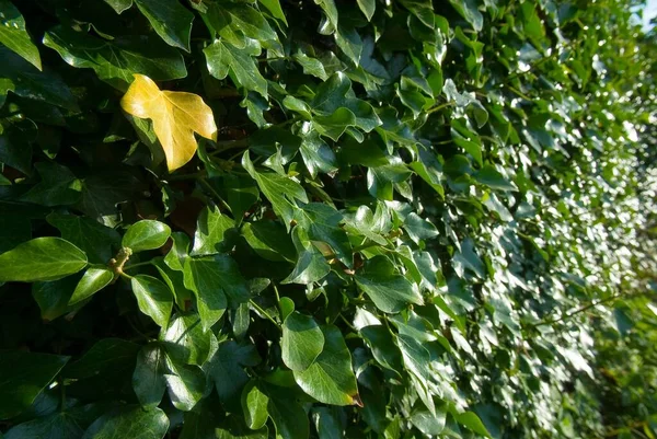 Closeup Shot Yellow Ivy Leaf Amongst All Green — Stock Photo, Image