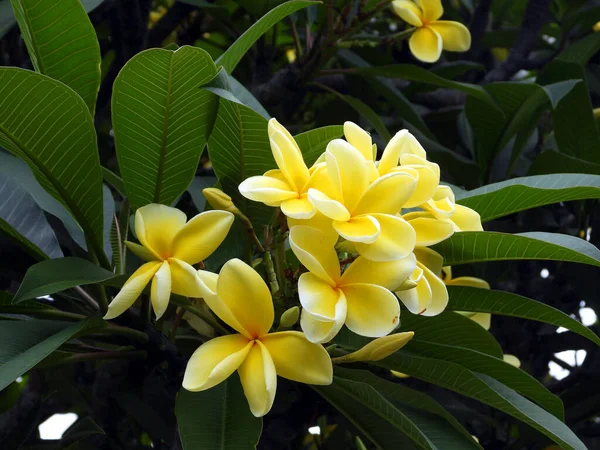 Ein Bund Gelber Frangipani Blumen Wächst Garten — Stockfoto