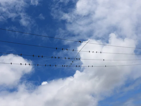 一个由小燕子组成的轮廓栖息在电线上 — 图库照片