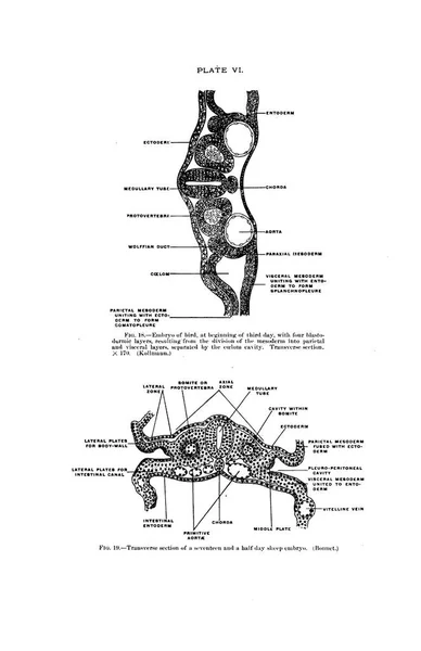 Yüzyıl Insan Anatomisi Ders Kitabının Gri Tonlu Bir Çizimi — Stok fotoğraf