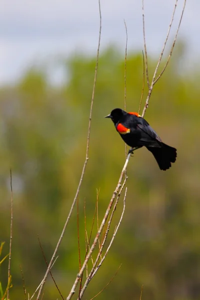 黑鸟在树枝上的垂直特写照片 — 图库照片
