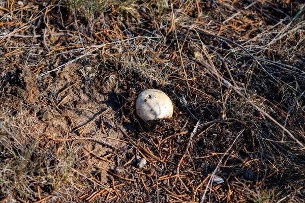 Close Shot Egg Nest — Stock Photo, Image