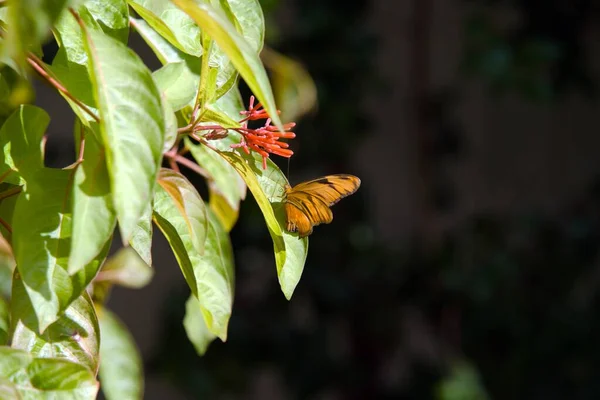 Ein Dryas Iulia Schmetterling Thront Auf Einem Grünen Blatt — Stockfoto