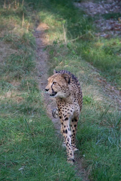 Uitzicht Een Prachtige Cheeta Wandelend Door Grasland Een Zonnige Dag — Stockfoto