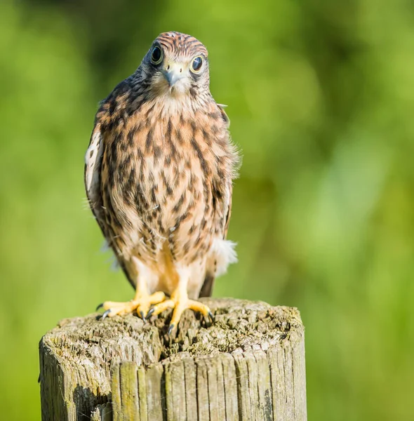 Vertical Closeup Shot Common Kestrel Perched Cut Tree Blurry Background — Stock Photo, Image