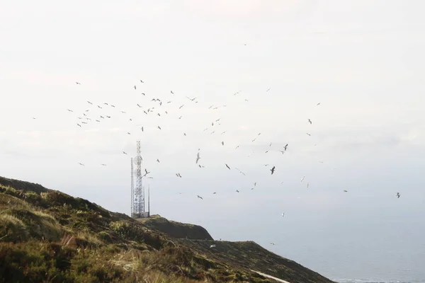 海の鳥の群れ — ストック写真