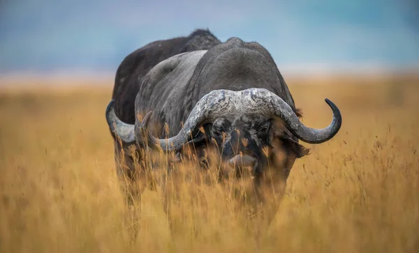 Výběrový Snímek Dospělého Buvola Mysu Poli Tanzanii — Stock fotografie