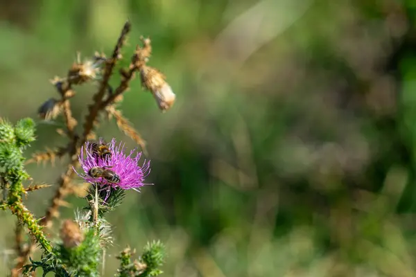 Naturskön Utsikt Över Bin Uppflugen Lila Tistel Blomma Suddig Bakgrund — Stockfoto