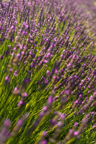薰衣草紫色田野的美丽景色 — 图库照片