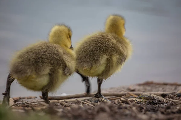 Carino Giallo Goslings Vicino Lago — Foto Stock