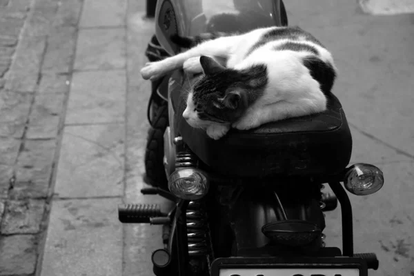 Primer Plano Escala Grises Gato Durmiendo Una Motocicleta Estacionado Calle —  Fotos de Stock