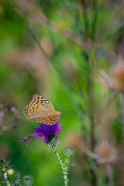 Eine Vertikale Aufnahme Eines Bunten Schmetterlings Mit Geöffneten Flügeln Auf — Stockfoto