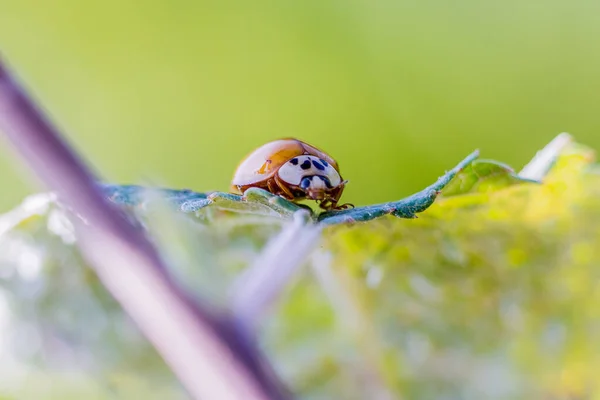 Una Vista Panorámica Pequeño Escarabajo Posado Sobre Una Hoja Verde — Foto de Stock